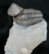 , D Flexicalymene Trilobite With Gastropod #9223-1